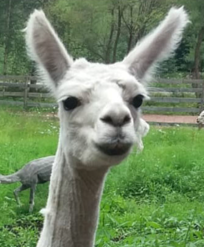 alpakka.PNG